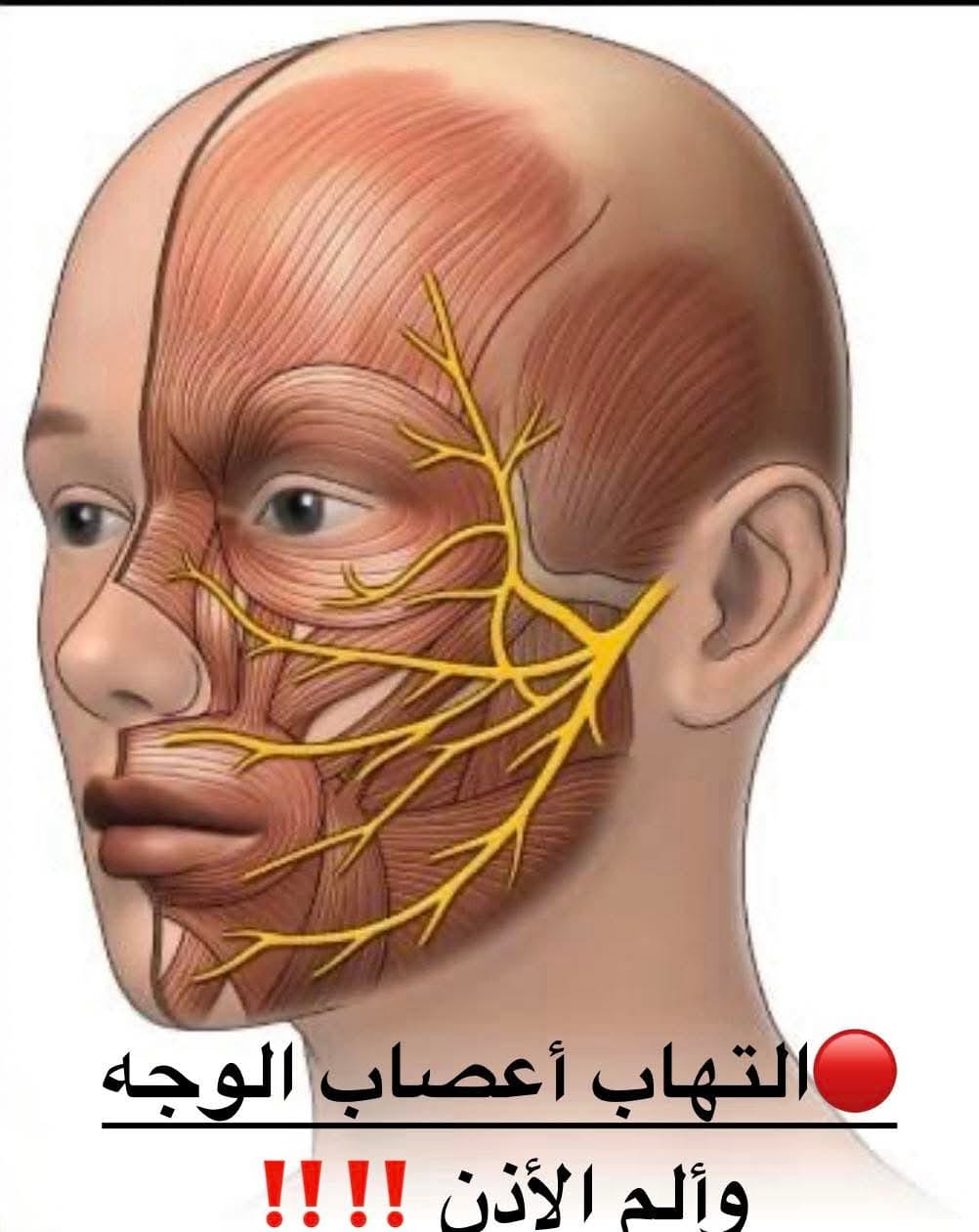 هل ممكن وجع الأذن يكون سببه أعصاب الوجه؟